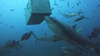 Fiji Shark Feeding Dive