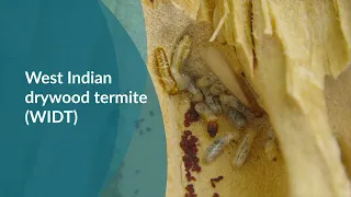 How to detect West Indian drywood termite and what to look out for