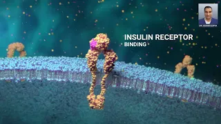 Glucose and Cells. Glucose Transporter: How Insulin Gets Glucose Into a Cell