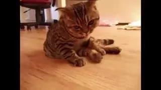 Смешное видео. Пьяный кот. Смотреть всем смешное видео про кота!!!