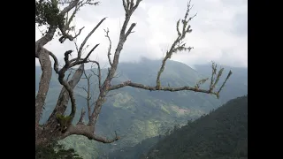 Jamaican Blue Mountains