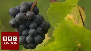 Why London's grapes are doing well - BBC London