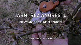 Jarní řez angreštu – od výsadby do plne plodnosti