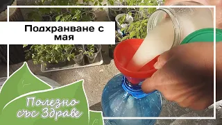 Подхранване с мая на зеленчуци, плодовe и всякакви растения