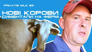 Нові прибульці. Симентали на фермі | Private Milk | Травецький