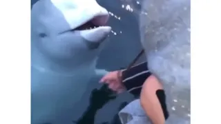 Girl drops her phone but this whale takes care of business:)