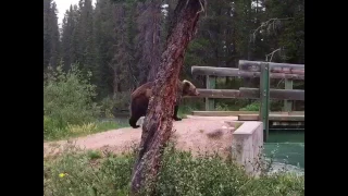 Grizzly Bear in Banff!!!