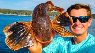 Catch Clean Cook (Sea Robin Trash Fish Taste Test) -New England Pt.6