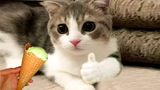 Funniest Cat Videos on the Planet #90 - Best Funny Animal Videos | Life Funny Pets