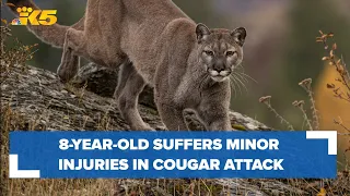 Cougar attacks 8-year-old in Olympic National Park