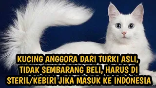 Kucing anggora asli impor dari turki | ekornya seperti merak