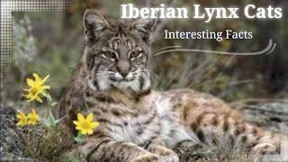 Iberian Lynx Cat Facts || Fun Facts About Iberian Lynx Cats