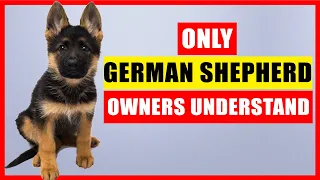 Things NOBODY tells you about owning a German Shepherd