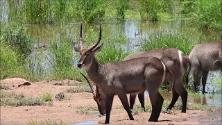 @TravelBuggz encountering a Waterbuck in the Kruger