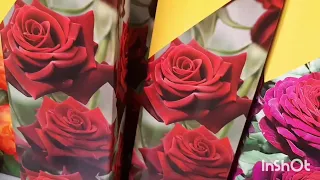 В  ЛЕРУА МЕРЛЕН  завезли  РОЗЫ и  КЛЕМАТИСЫ  !  🌹