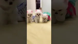 tik tok chó phốc sóc mini 😍 funny and cute pomeranian video/pomeranian dog #DOGS #pomeranian #421