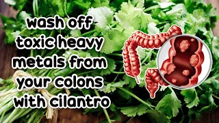 7 Lesser Known Health Benefits of Cilantro