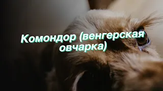 Комондор (венгерская овчарка)