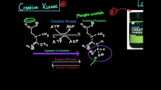 Creatine Kinase/Phosphagen System