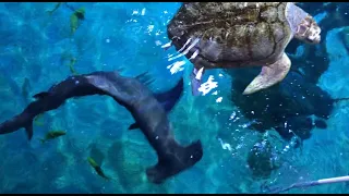 Great Hammerhead Shark Feeding