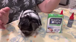 Using Breathe Right strips to help your Biewer Terrier’s ears stand up