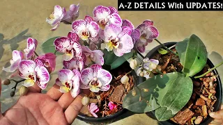 Know How To Grow & Care For Orchids At Home EASILY [Beginners Friendly]