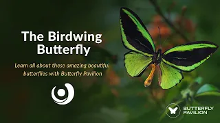 Varsity Tutors' StarCourse - The Beautiful Birdwing Butterfly with Butterfly Pavilion