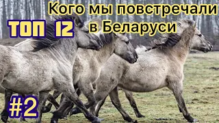 Кого мы повстречали в Беларуси // Животные Беларуси #2