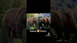 медведь кадьяк vs медведь гризли