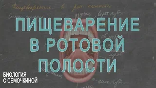 Пищеварение в ротовой полости