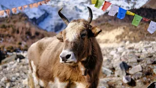 Animals of the Himalayas | Tibet and Nepal Relaxation Film 4K