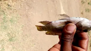 Flying Fish Picked off From Abovand belOw the hunt BBC EarTh