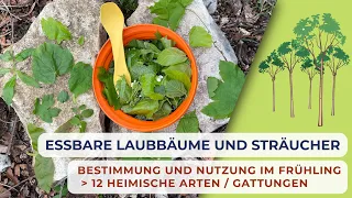 ESSBARE LAUBBÄUME UND STRÄUCHER - Bestimmung und Nutzung im Frühling