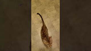 Bengal kitten talking