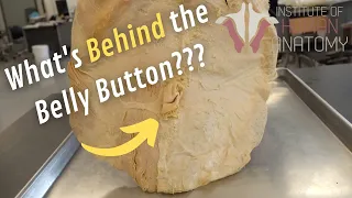 What's Behind the Belly Button???