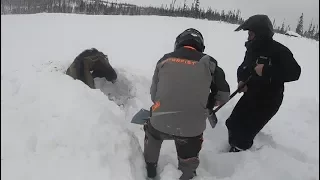 Moose buried neck-deep in snow rescued by Newfoundland snowmobilers
