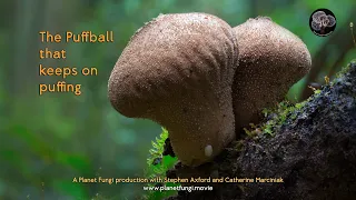 "The Puffball that keeps on puffing" with Stephen Axford of Planet Fungi