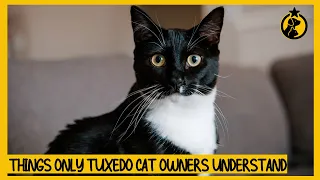 6 Things Only Tuxedo Cat Owners Understand