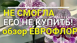 НЕ СМОГЛА его НЕ КУПИТЬ! Обзор ЕВРОФЛОР