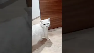 Солдат рф впервые в жизни увидел кошачий туалет