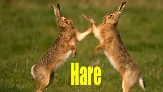 Hare Natural Sounds