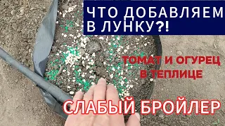 Высадили томат и огурец в теплицу. Слабый бройлер. Подкормки клубники. Сеем капусту. Спасаем чеснок.