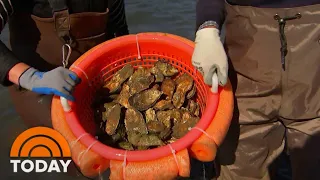 How This Group Saved Oyster Farmers Hit Hard By Pandemic | TODAY