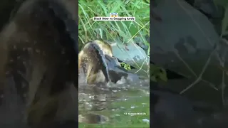 Black Otter vs Snapping Turtle  Wildlife   😱 #shorts #animals #viral