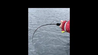 Waterwolf 2.0 Halibut fishing (kveitefiske) Catch & Release.