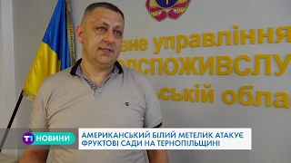 Американський білий метелик атакує фруктові сади на Тернопільщині