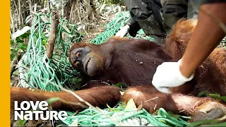 Incredible Orangutan Rescue Pulled Off by Sanctuary Team! | Love Nature