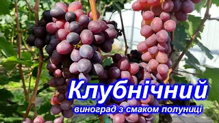 Клубнічний 2023 виноград з смаком полуниці