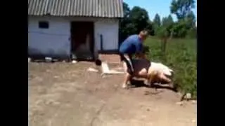 колхозник верхом на свинье