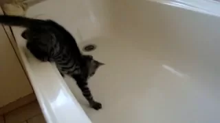 Luna falls into Bathtub